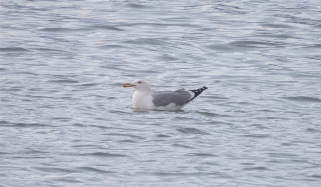 Yellow-legged Gull
