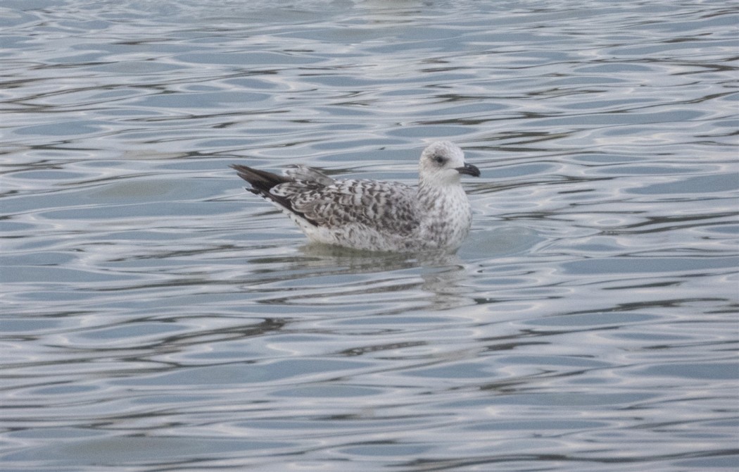 Armenian Gull
