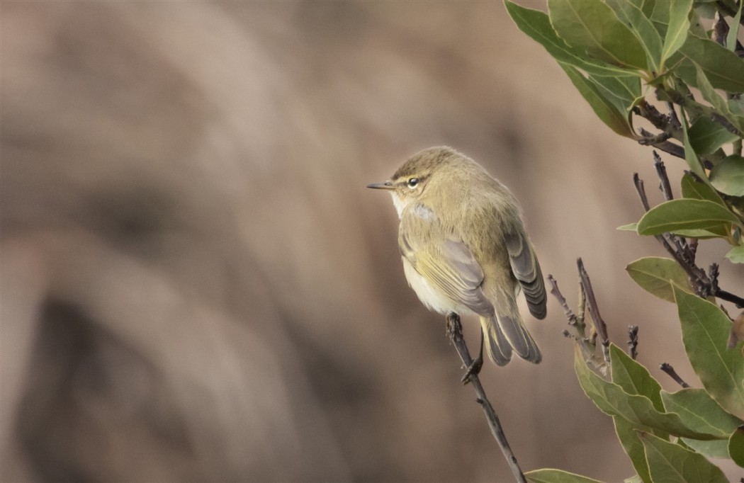 Common Chiffchaff