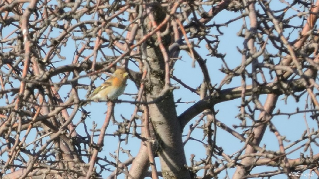 Dağ İspinozu