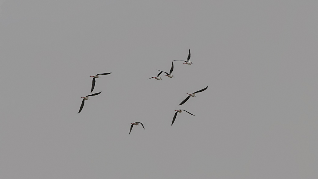 Black-winged Stilt