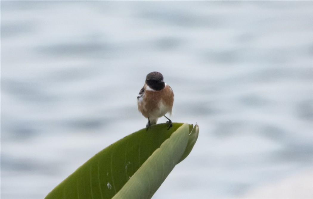 European Stonechat