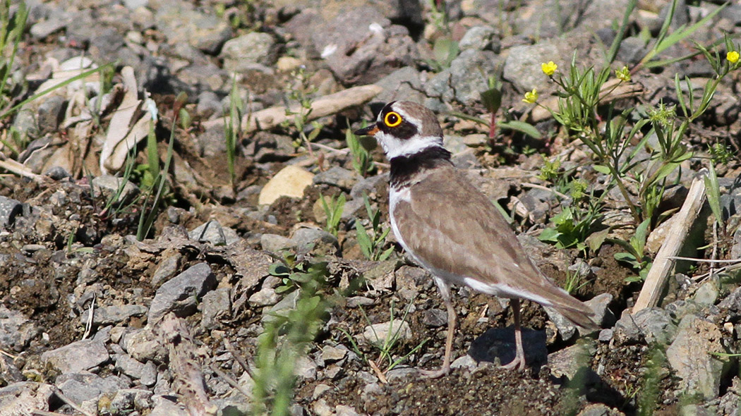 Little Ringed Plover