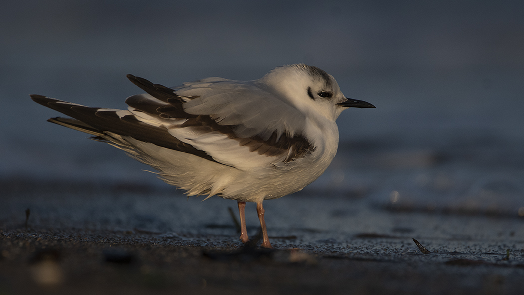 Küçük Martı