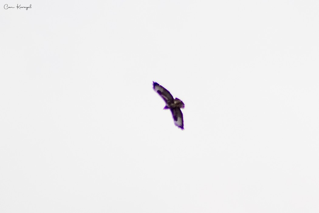Common Buzzard
