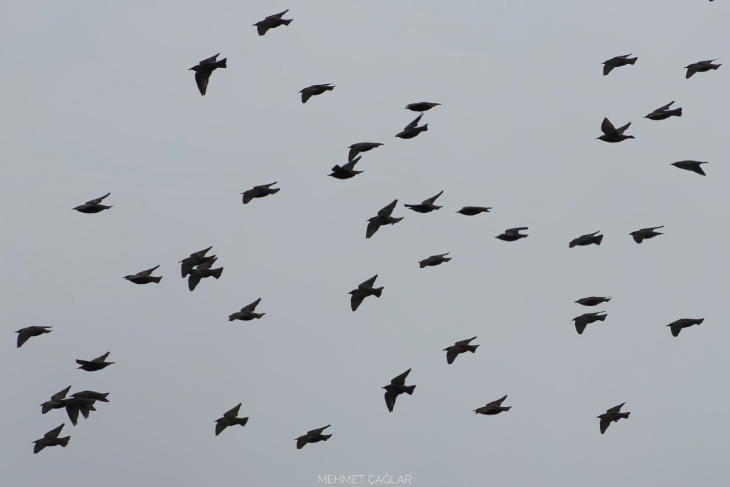 Common Starling