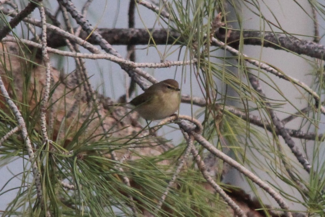 Common Chiffchaff