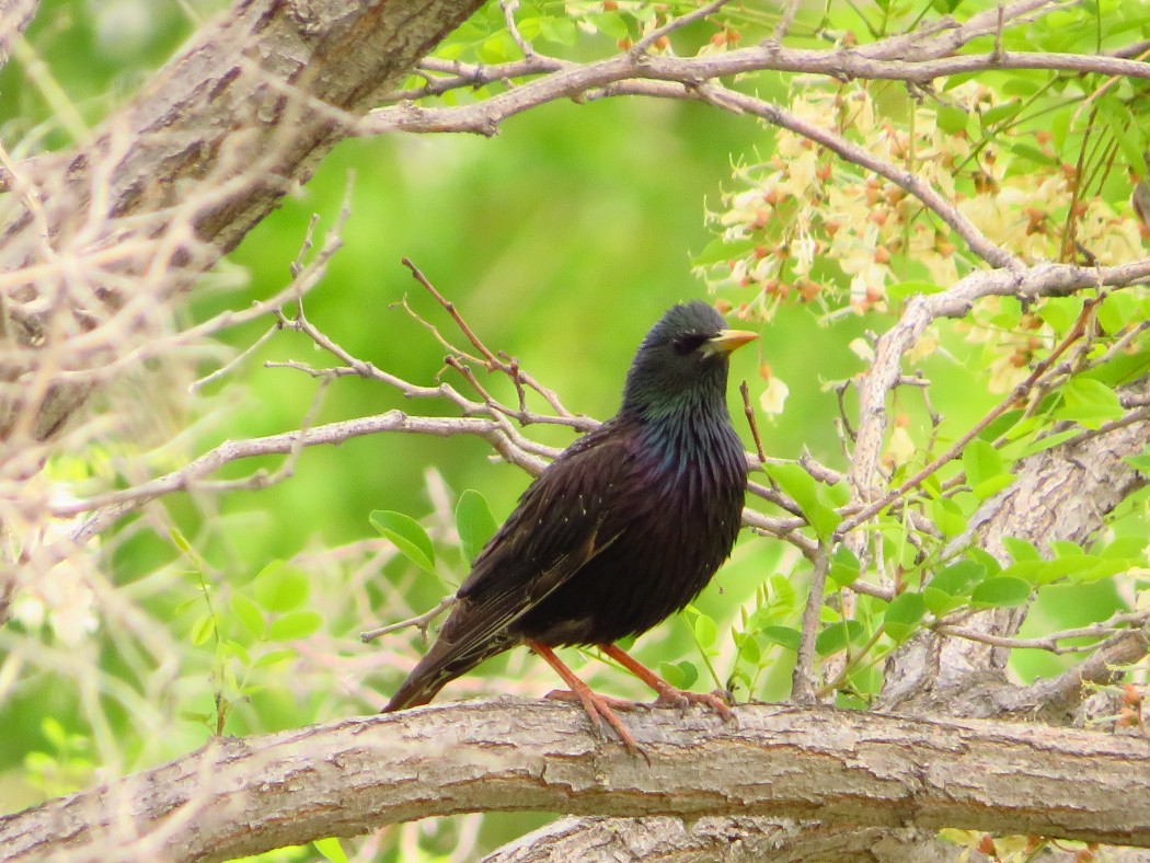 Common Starling