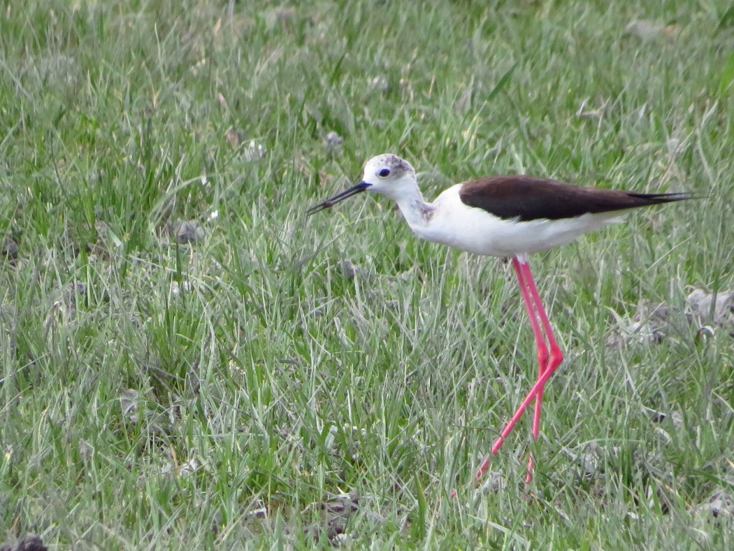 Black-winged Stilt