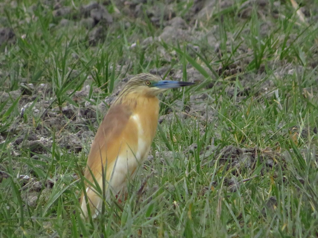 Squacco Heron