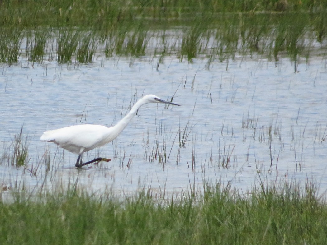 Little Egret