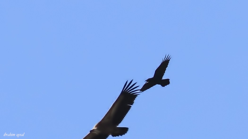 Northern Raven