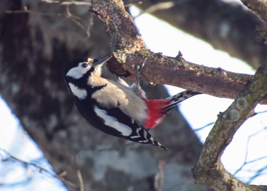 Great Spotted Woodpecker