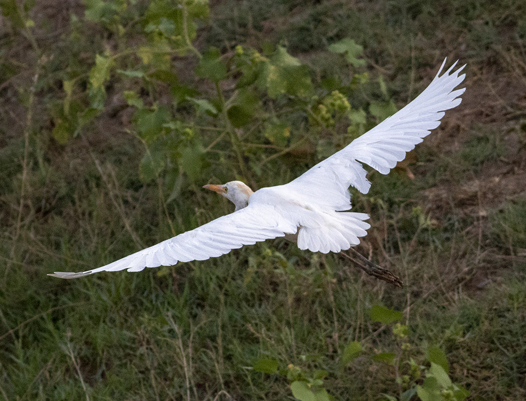 Western Cattle Egret