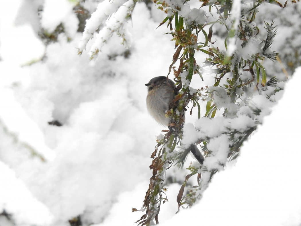 Long-tailed Tit