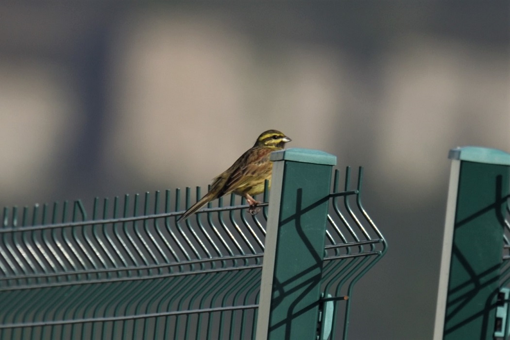 Cirl Bunting