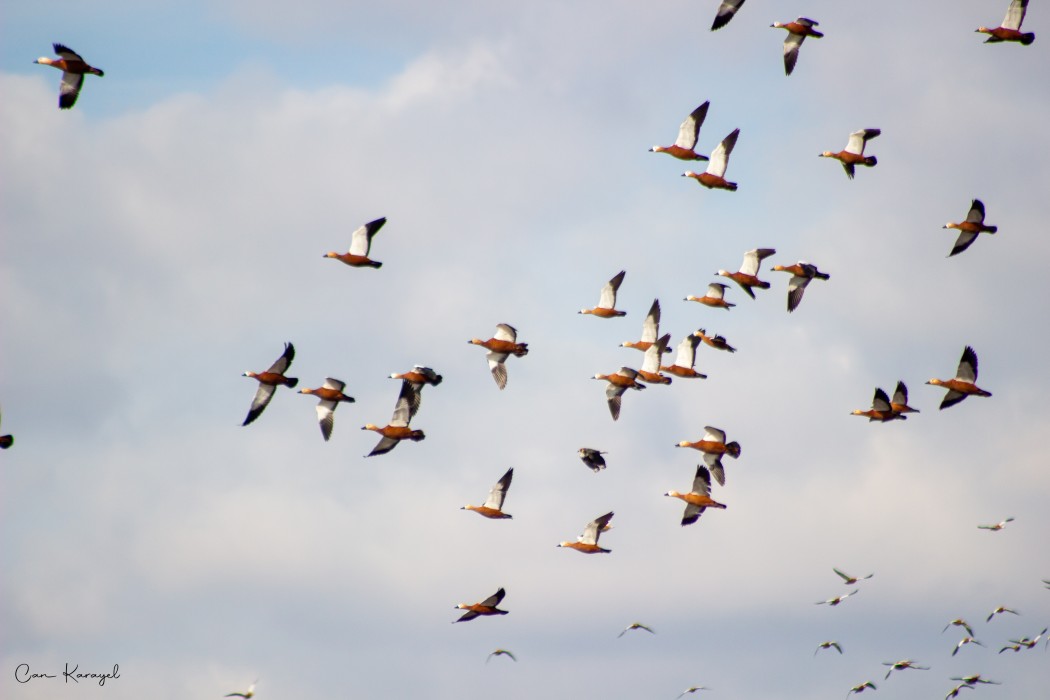 Ruddy Shelduck
