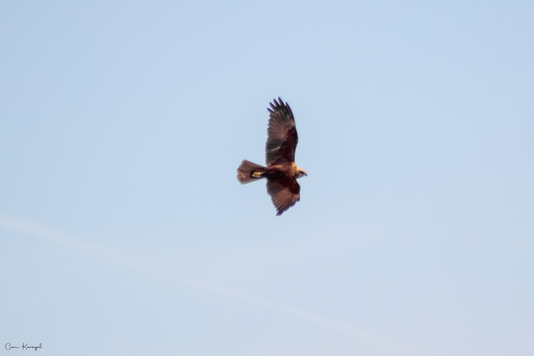 Western Marsh Harrier