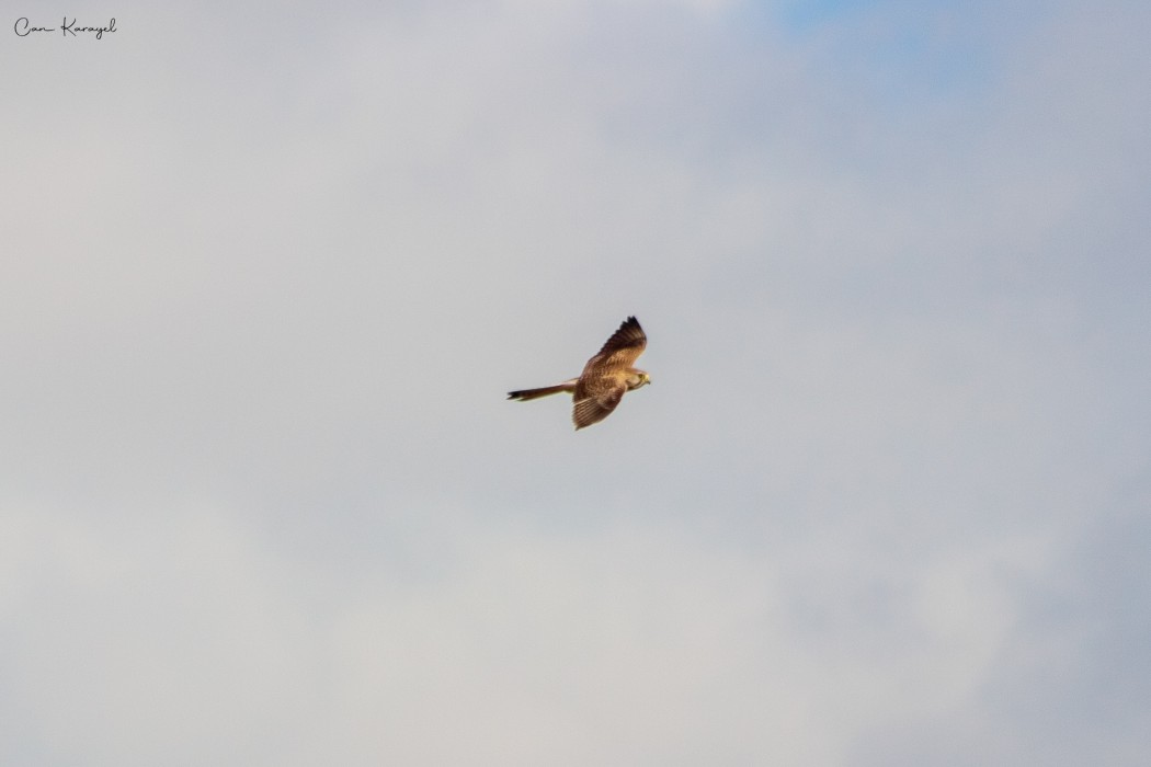 Common Kestrel