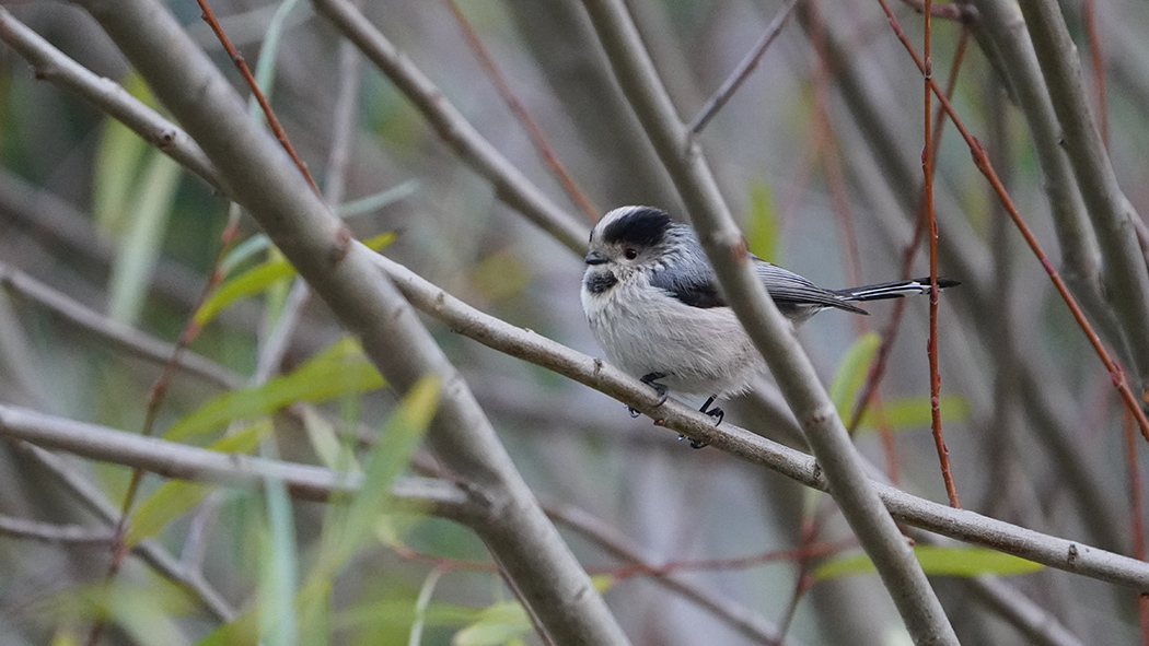 Long-tailed Tit