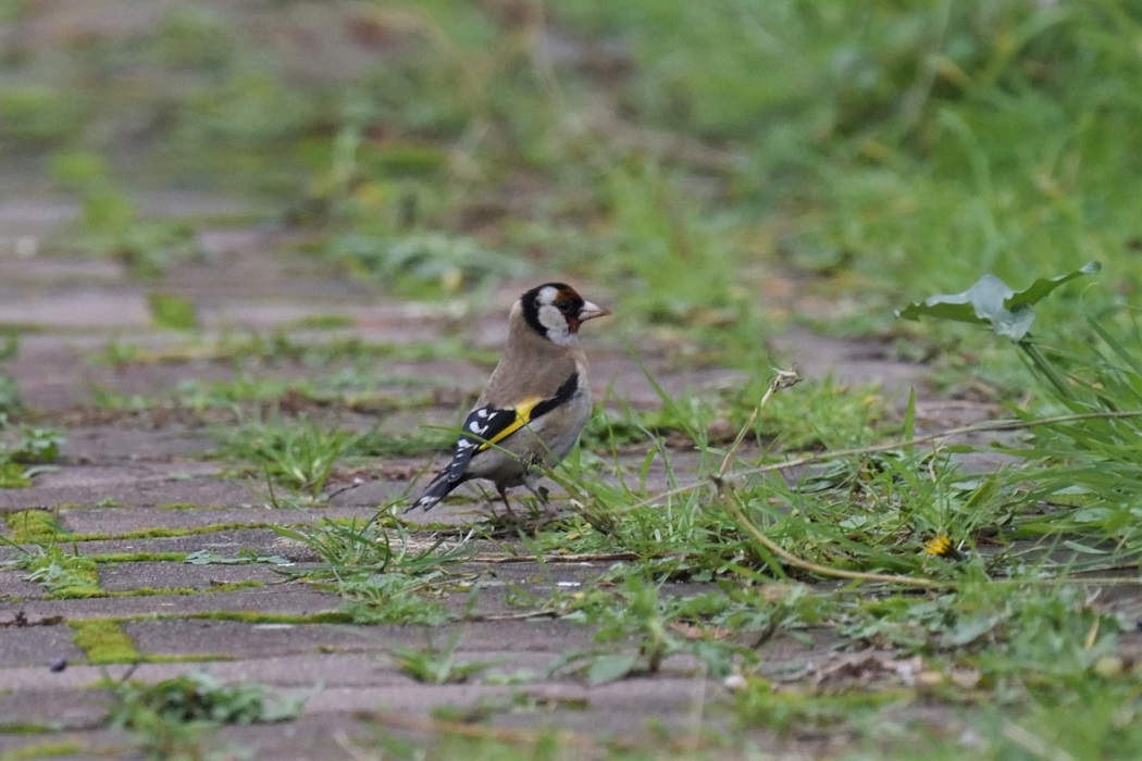 European Goldfinch