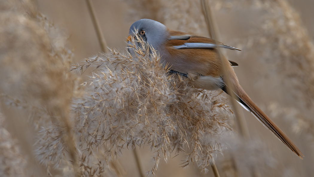 Bearded Reedling