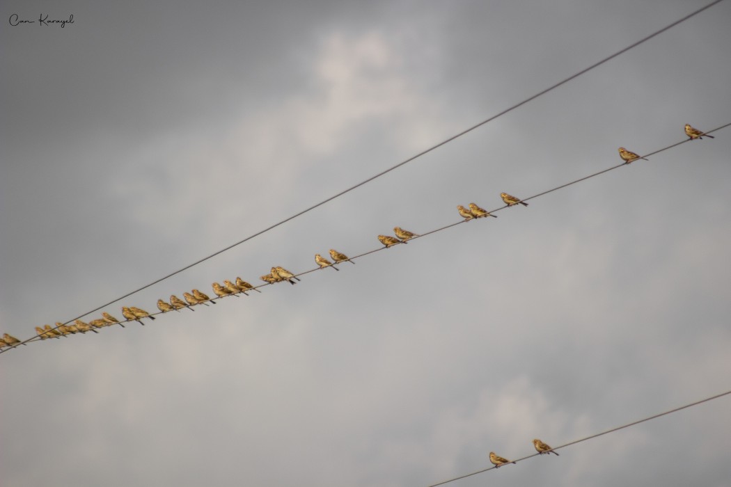 Corn Bunting