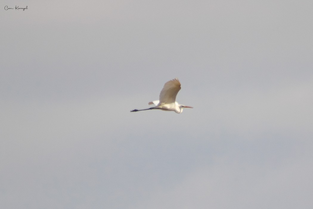 Great Egret