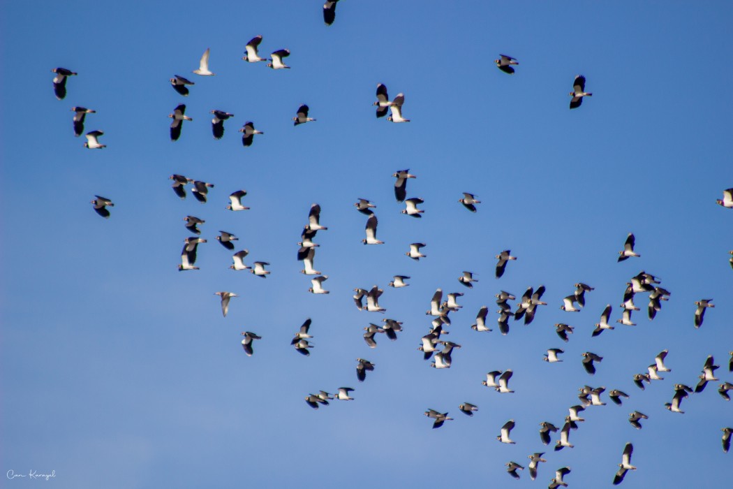 Northern Lapwing