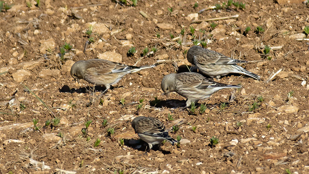 Common Linnet