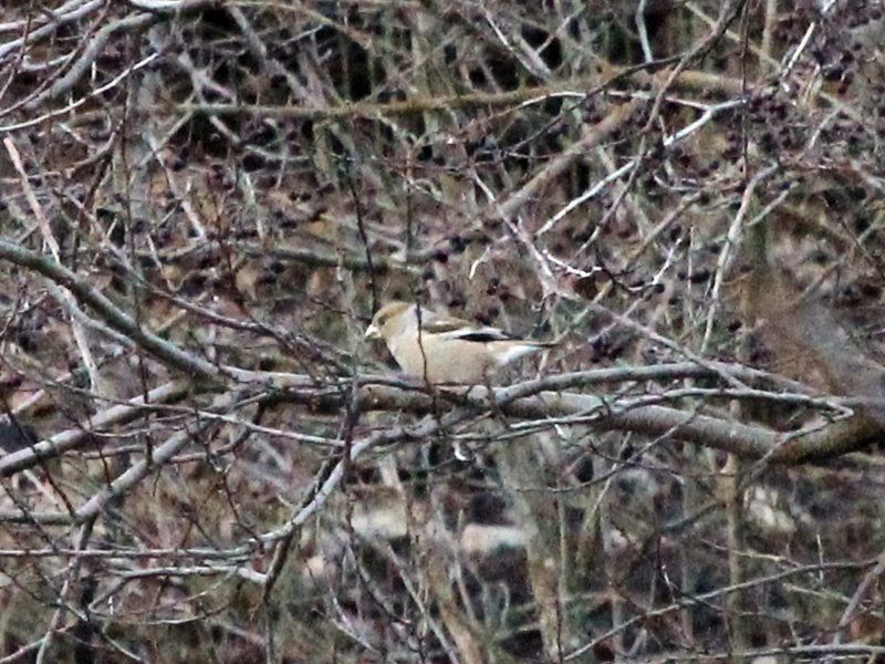 Hawfinch