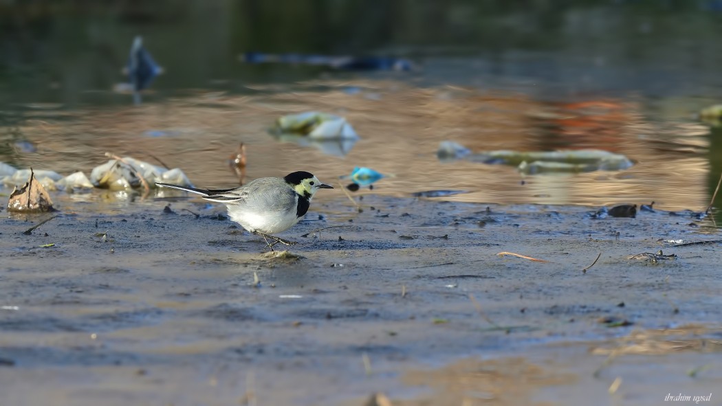 White Wagtail