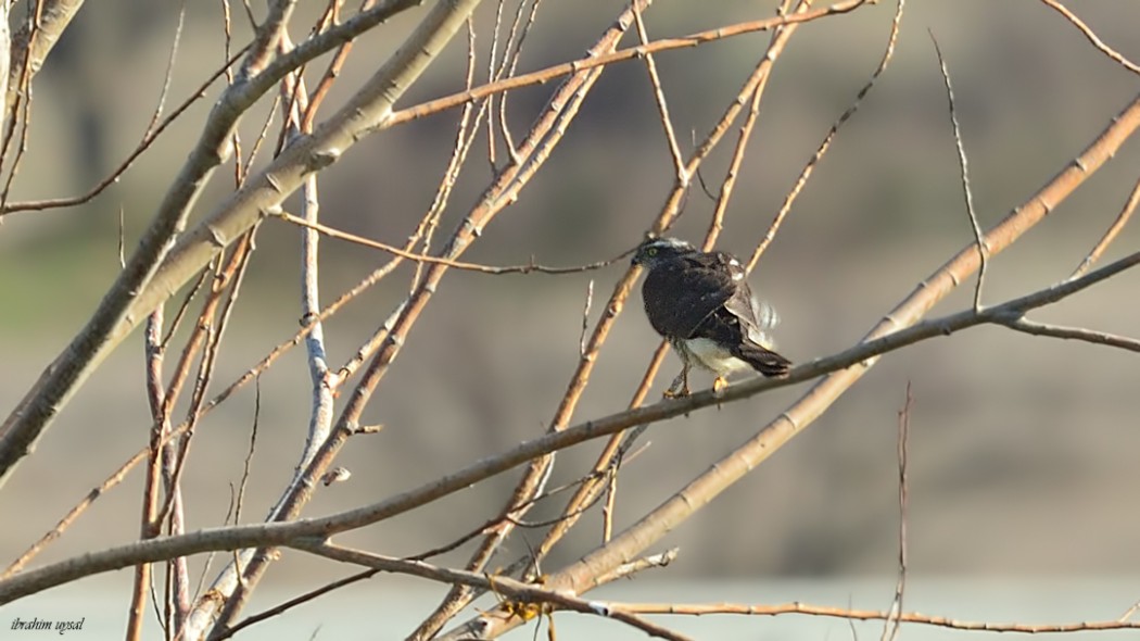 Eurasian Sparrowhawk