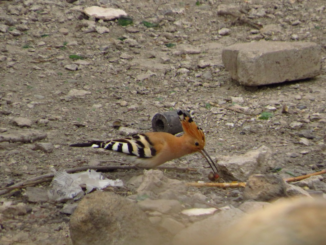 Eurasian Hoopoe
