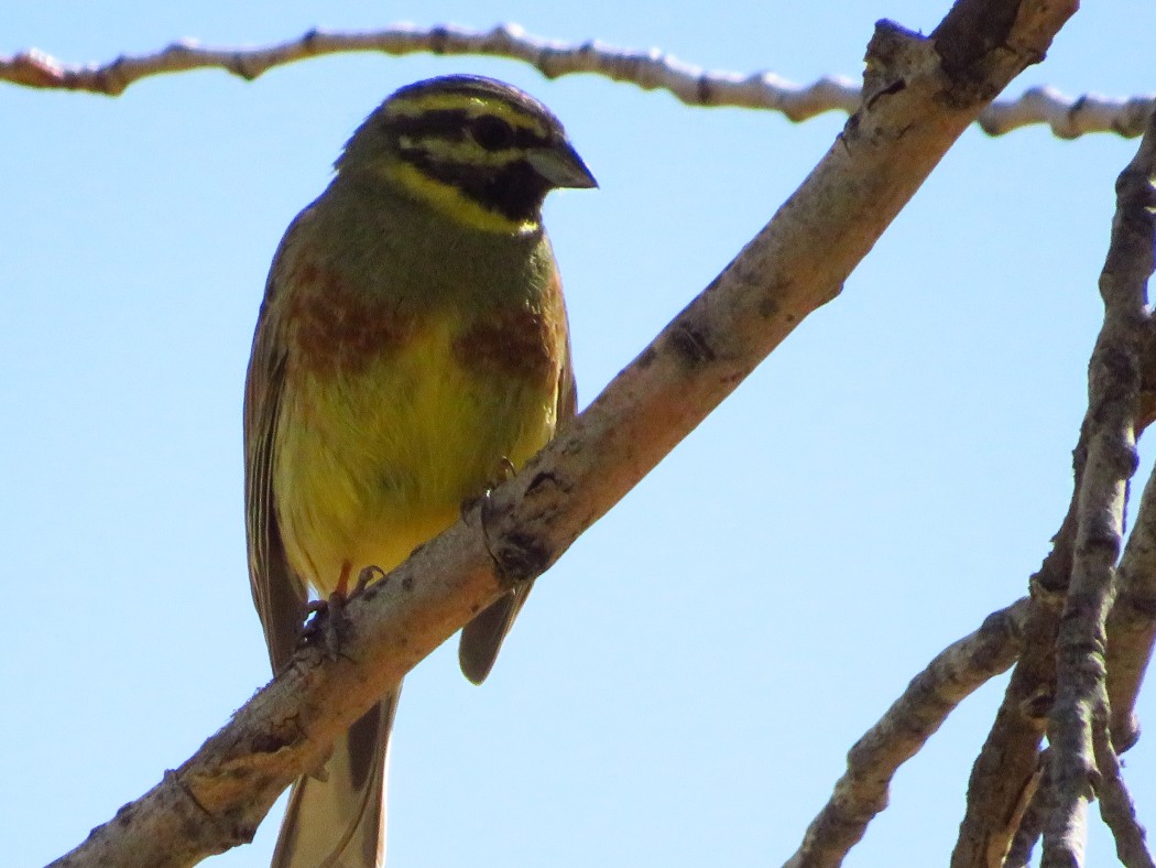 Cirl Bunting