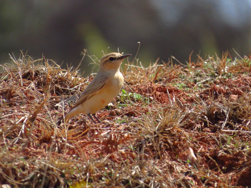 Isabelline Wheatear