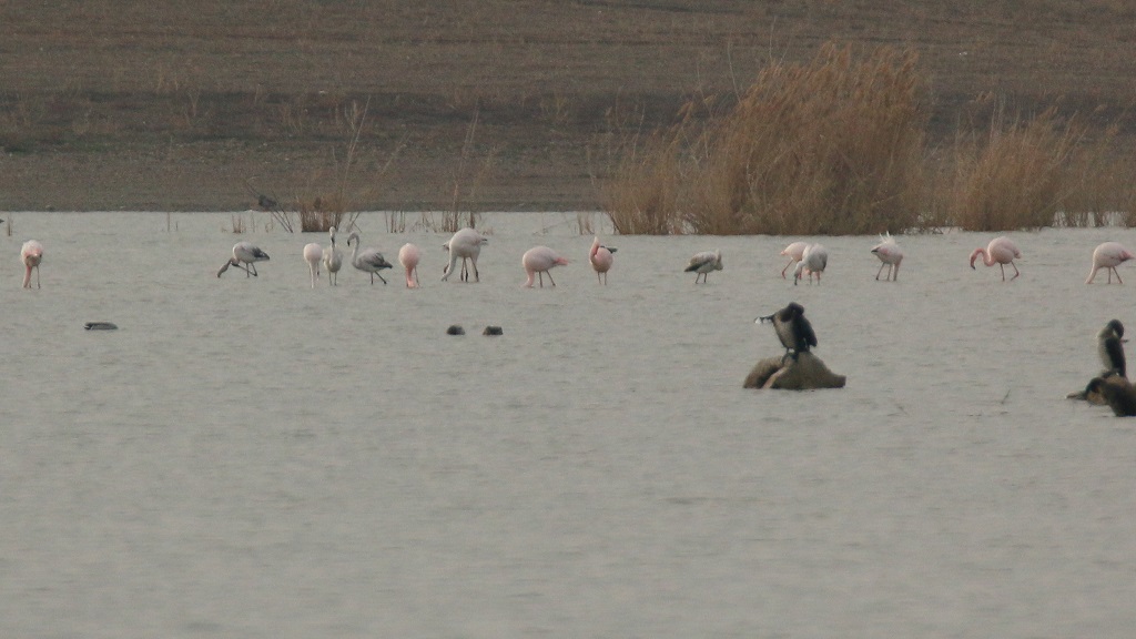 Greater Flamingo