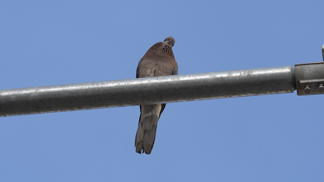 Laughing Dove