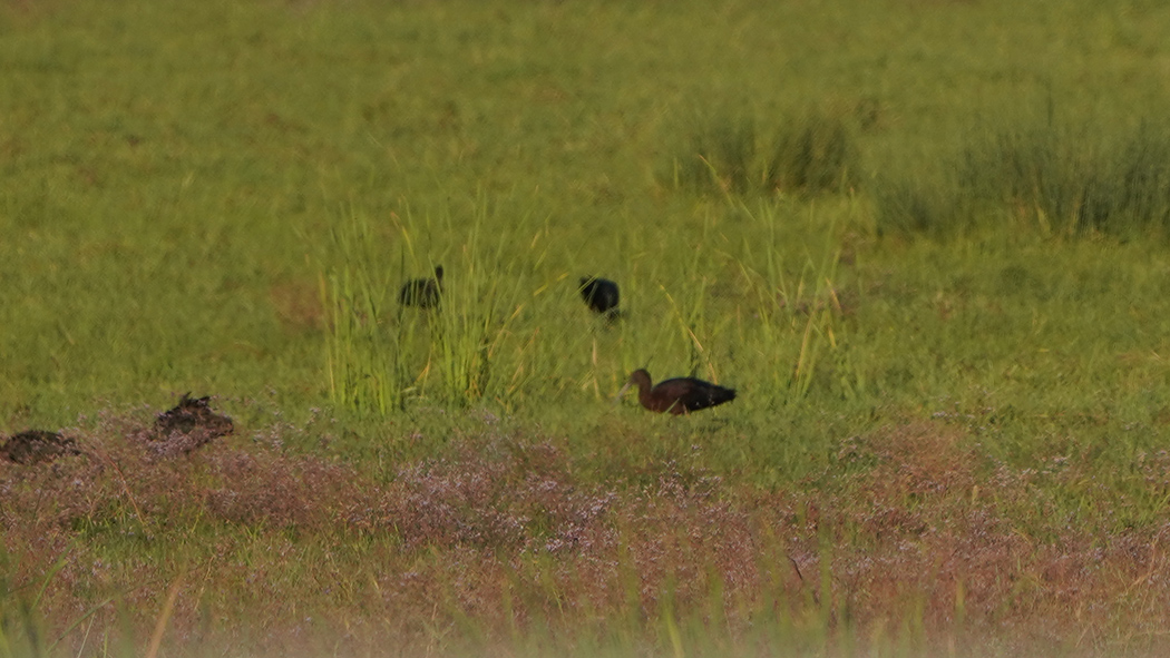 Glossy Ibis
