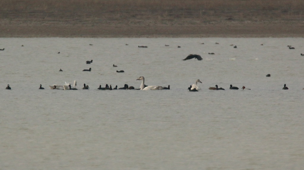 Eurasian Coot