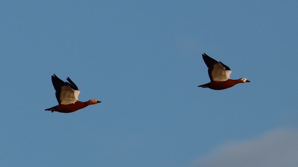 Ruddy Shelduck