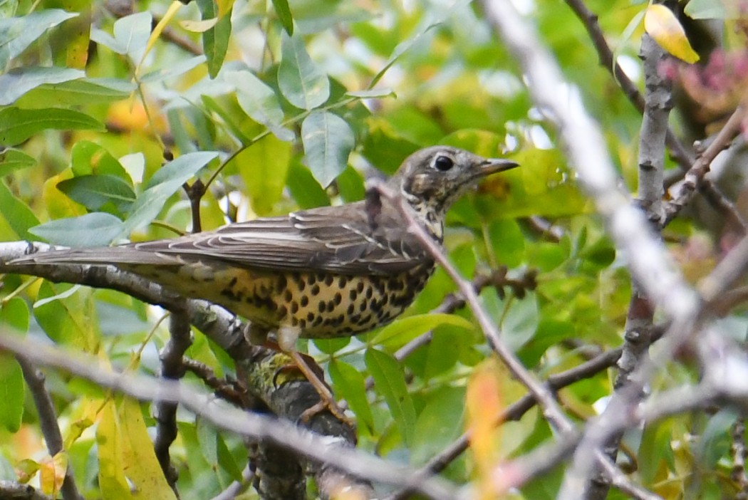 Mistle Thrush
