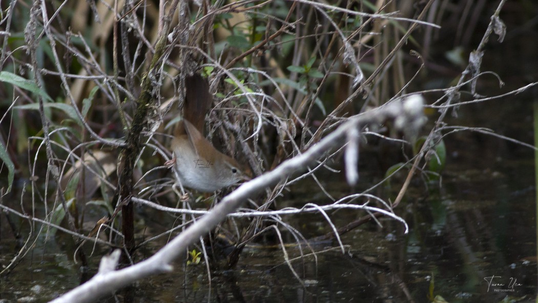 Cetti`s Warbler