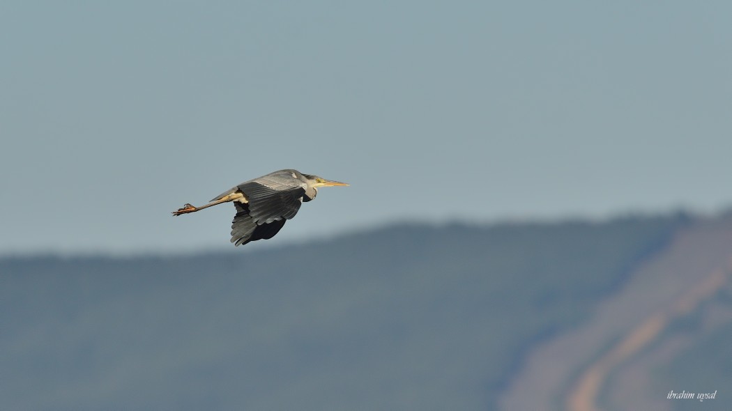 Grey Heron