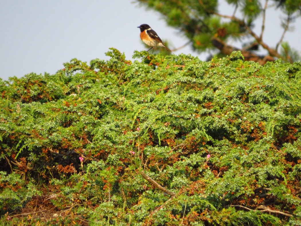 European Stonechat
