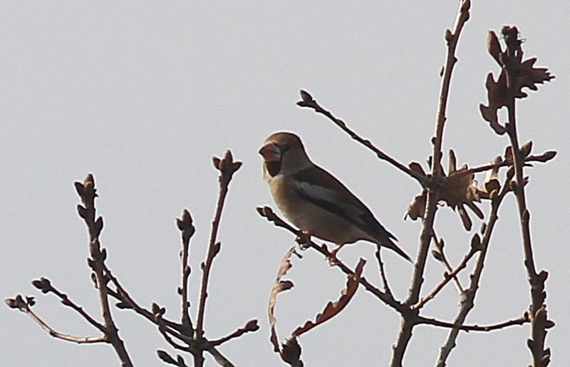 Hawfinch