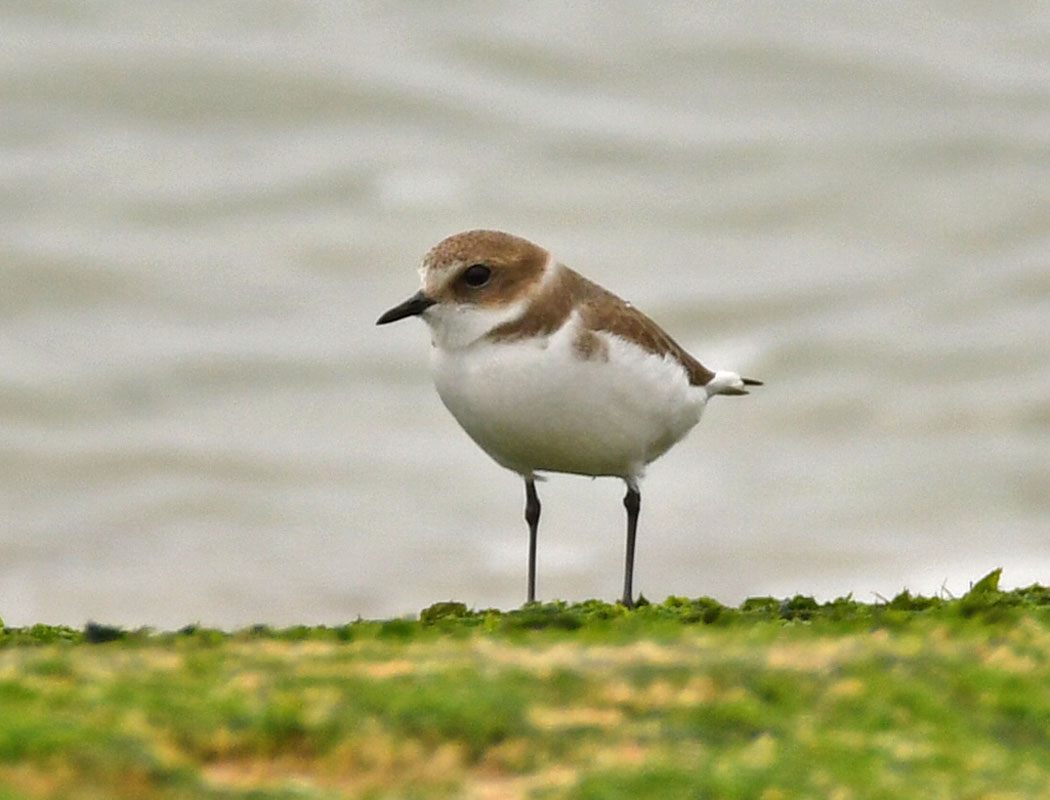 Kentish Plover