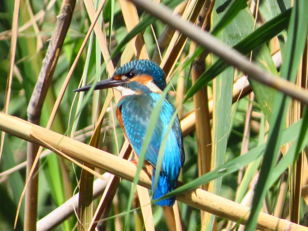 Common Kingfisher