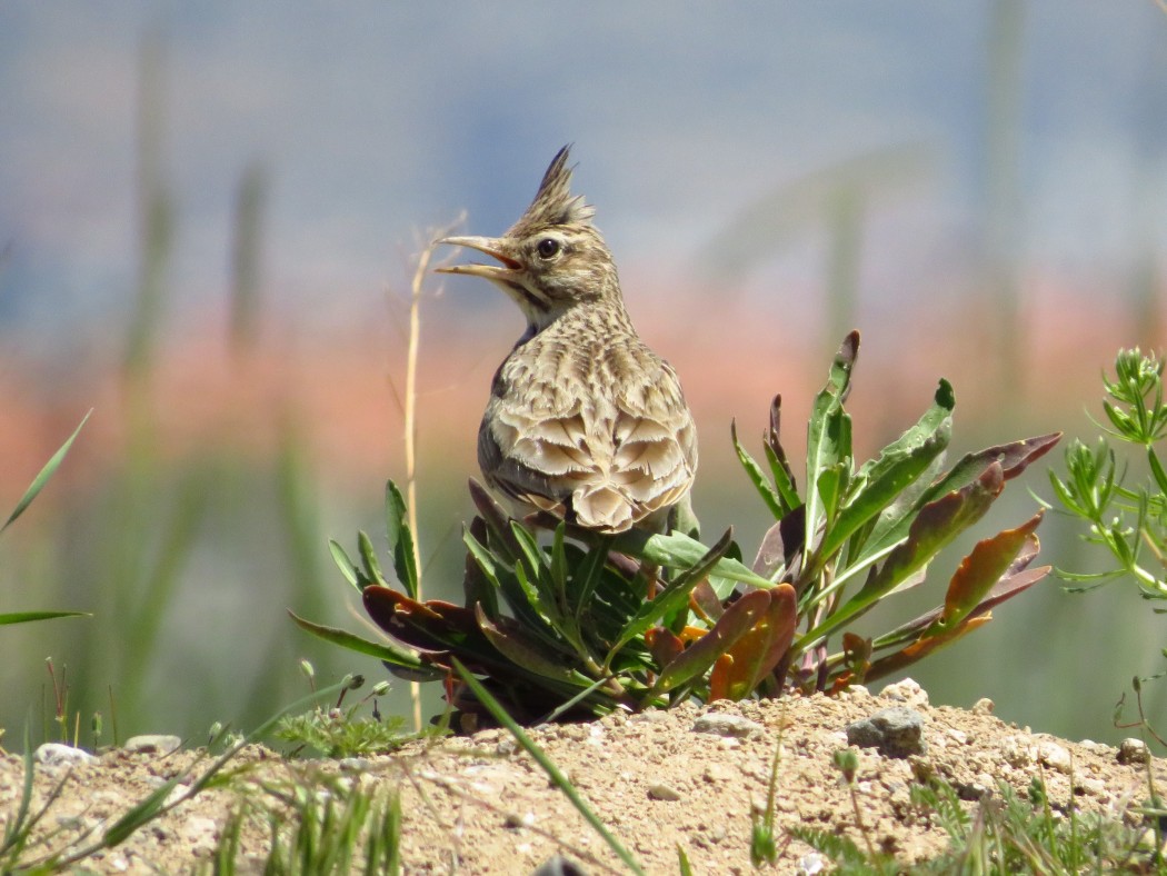 Crested Lark