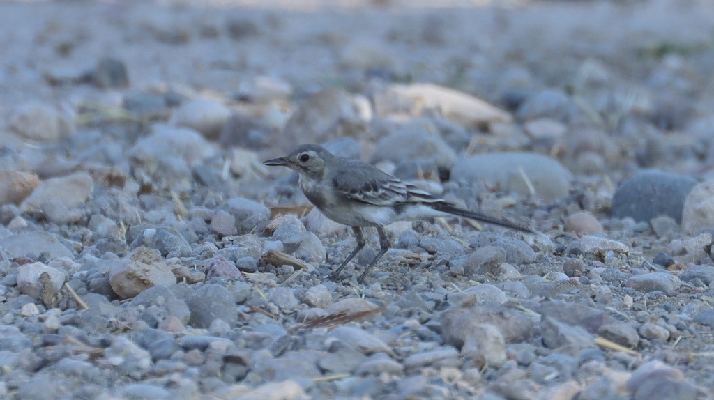 White Wagtail